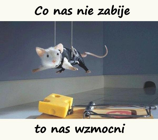 Szczur poluje na ser